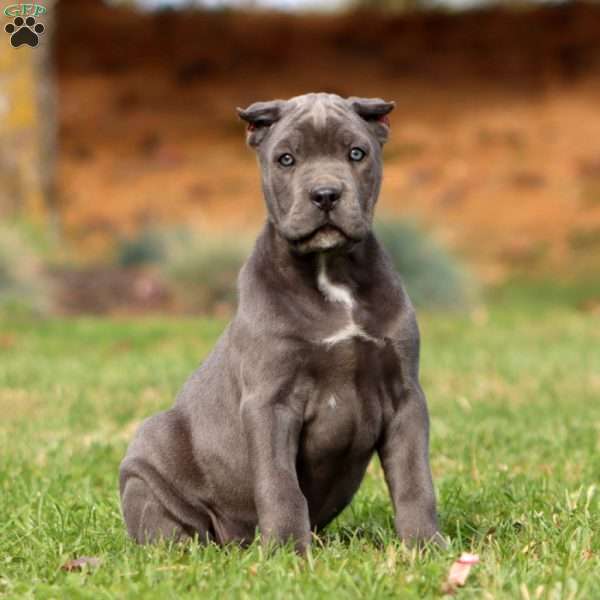 Kayla, Cane Corso Puppy