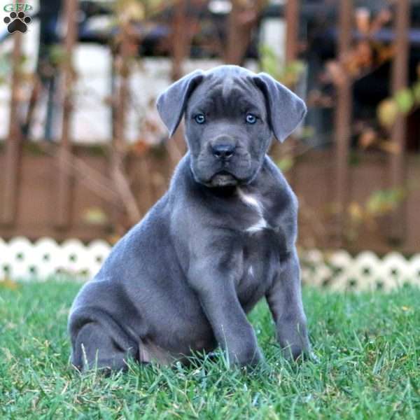 Kayla, Cane Corso Puppy