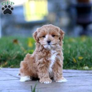 Kayla, Maltipoo Puppy