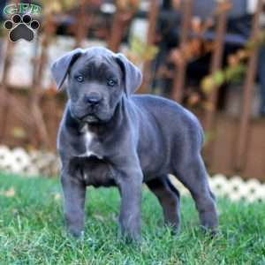 Kayla, Cane Corso Puppy