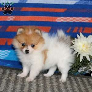 Kayla, Pomeranian Puppy