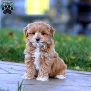 Kayla, Maltipoo Puppy