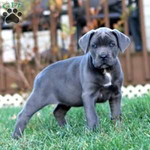 Kayla, Cane Corso Puppy