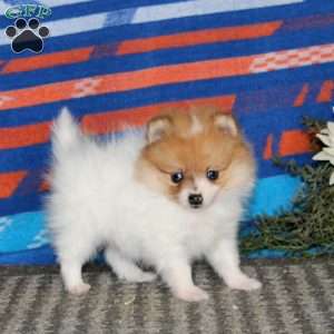 Kayla, Pomeranian Puppy