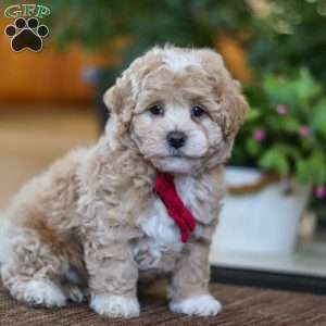 Keith, Maltipoo Puppy