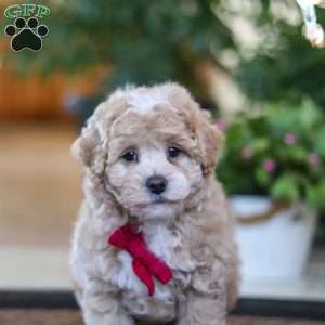 Keith, Maltipoo Puppy