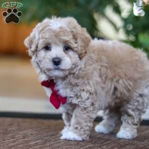 Keith, Maltipoo Puppy