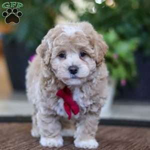 Keith, Maltipoo Puppy