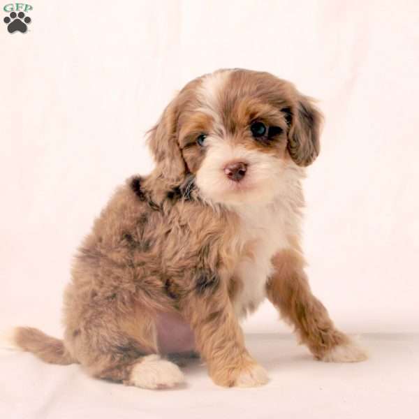 Keith, Cavapoo Puppy