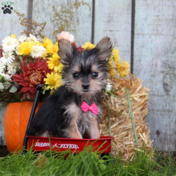Keith, Morkie / Yorktese Puppy