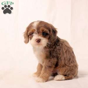 Keith, Cavapoo Puppy