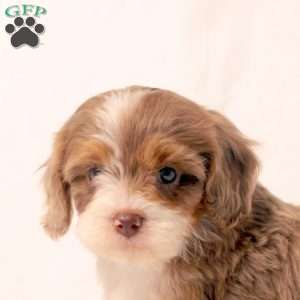Keith, Cavapoo Puppy