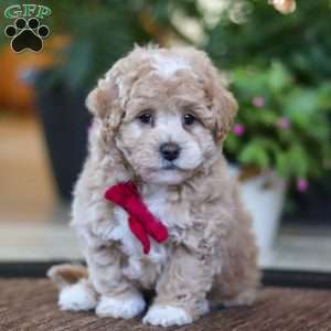 Keith, Maltipoo Puppy
