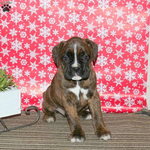 Kellie, Boxer Puppy