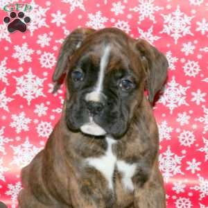 Kellie, Boxer Puppy