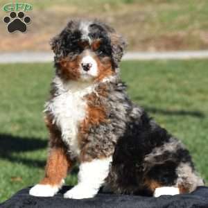 Kelly, Mini Bernedoodle Puppy