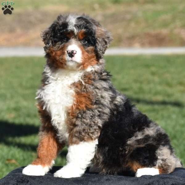 Kelly, Mini Bernedoodle Puppy