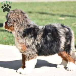 Kelly, Mini Bernedoodle Puppy