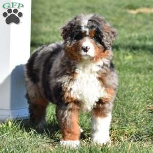 Kelly, Mini Bernedoodle Puppy