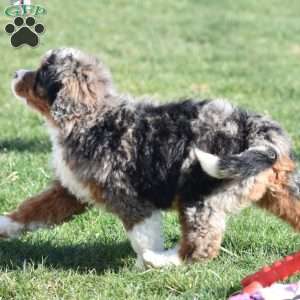 Kelly, Mini Bernedoodle Puppy