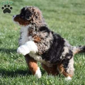 Kelly, Mini Bernedoodle Puppy