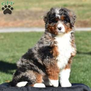 Kelly, Mini Bernedoodle Puppy