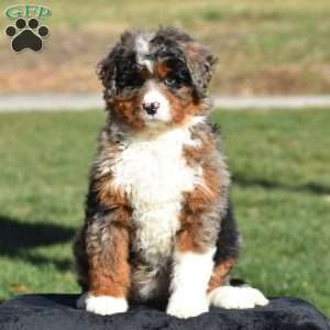 Kelly, Mini Bernedoodle Puppy