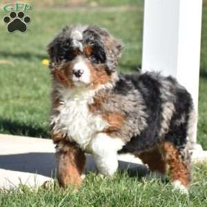 Kelly, Mini Bernedoodle Puppy