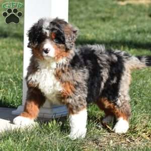 Kelly, Mini Bernedoodle Puppy