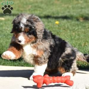 Kelly, Mini Bernedoodle Puppy