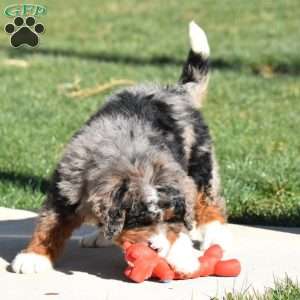 Kelly, Mini Bernedoodle Puppy