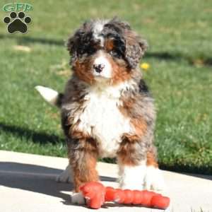 Kelly, Mini Bernedoodle Puppy