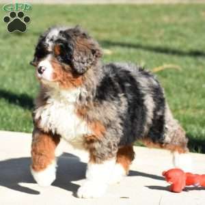 Kelly, Mini Bernedoodle Puppy