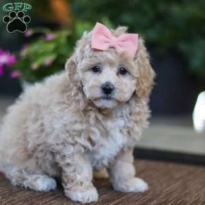 Kelly, Maltipoo Puppy