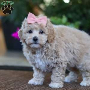 Kelly, Maltipoo Puppy