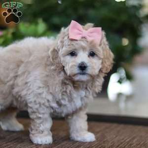 Kelly, Maltipoo Puppy