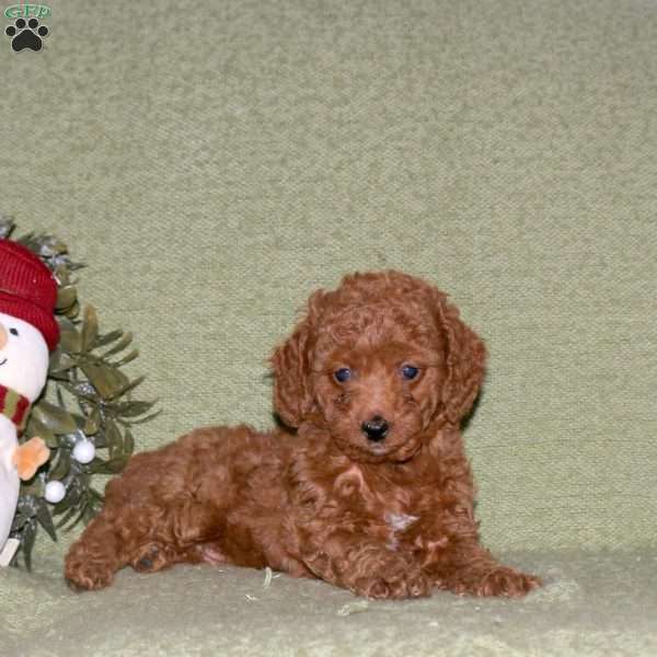 Kelly, Miniature Poodle Puppy