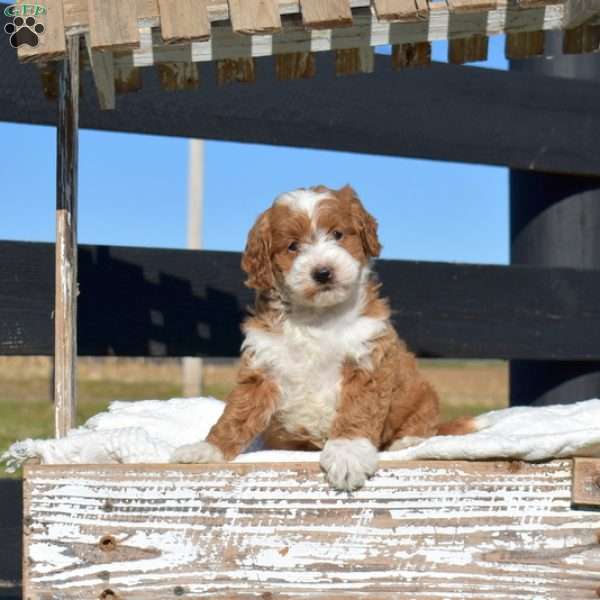 Kelly, Mini Goldendoodle Puppy