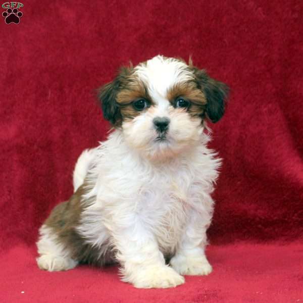 Kelly, Shih Tzu Puppy