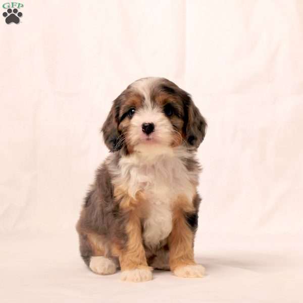 Kelly, Cavapoo Puppy