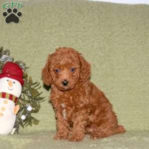 Kelly, Miniature Poodle Puppy