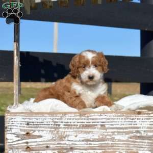 Kelly, Mini Goldendoodle Puppy