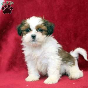 Kelly, Shih Tzu Puppy