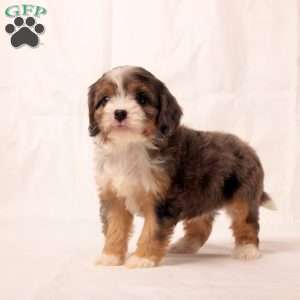 Kelly, Cavapoo Puppy