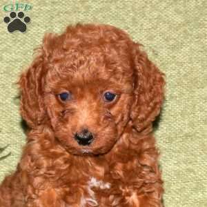 Kelly, Miniature Poodle Puppy