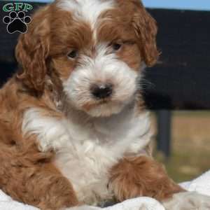 Kelly, Mini Goldendoodle Puppy