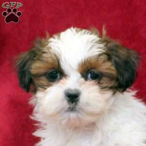 Kelly, Shih Tzu Puppy