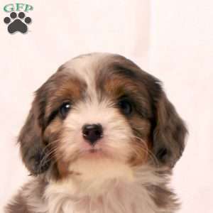 Kelly, Cavapoo Puppy