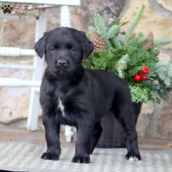Kelly, Golden Retriever Mix Puppy