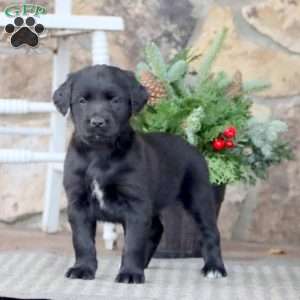 Kelly, Golden Retriever Mix Puppy